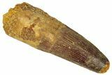 Fossil Spinosaurus Tooth - Real Dinosaur Tooth #305635-1